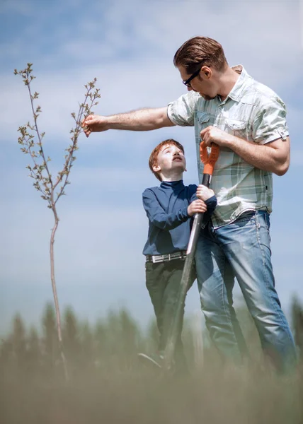 Padre e hijo pequeño plantaron una plántula . —  Fotos de Stock