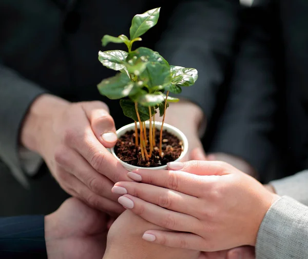 Primer plano. Un pequeño y frágil brote en las manos del equipo empresarial — Foto de Stock