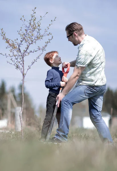 Far förklarar för sin son hur man planterar ett träd — Stockfoto