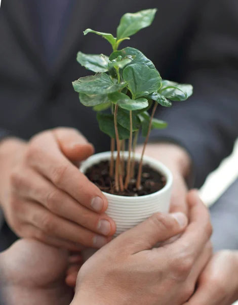 Close up.young brotes verdes en las manos del equipo de negocios. — Foto de Stock