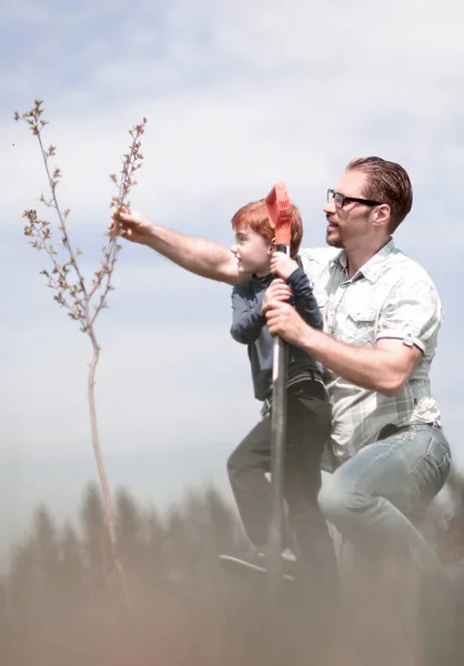 Lille son hjälper sin far att plantera ett träd — Stockfoto