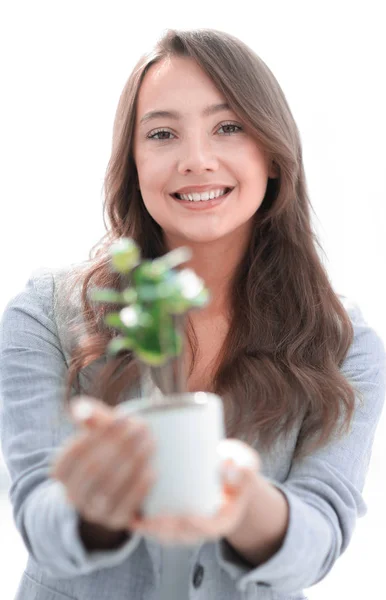 Close up.a womans business shows you a sapling — Stock Photo, Image