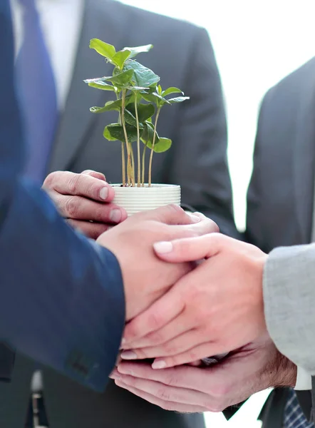 Primer plano. Un pequeño y frágil brote en las manos del equipo empresarial — Foto de Stock