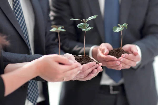 Fragile sprouts in the hands of the business team — Stock Photo, Image