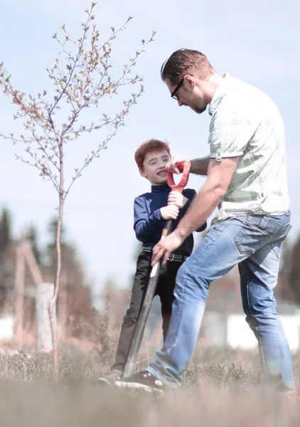 Zoon en vader praat plant een boom — Stockfoto
