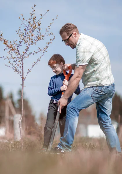 Hijo y padre plantan un árbol juntos —  Fotos de Stock