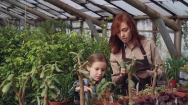 Sevimli kız annesinin annesi tablet ile çalışma ve kızıyla konuşan Saksı bitkiler sayma sera içinde yardım ediyor. Tarım ve Aile kavramı.