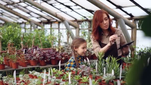 Propriétaire de hothouse fait inventaire des plantes de comptage et de travailler avec tablette tandis que sa fille curieuse touche fleurs parler avec sa mère et rire . — Video