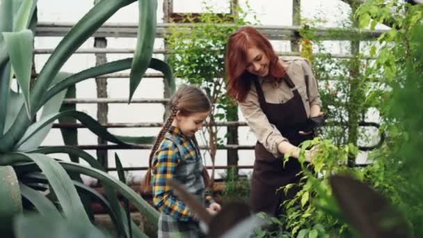 Μητέρα και κόρη σύγχρονων αγροτών μιλώντας, γελώντας και διασκεδάζοντας κατά τον έλεγχο των φυτών στο θερμοκήπιο. Οικογενειακή επιχείρηση, καλλιέργειας και άνθρωποι έννοια. — Αρχείο Βίντεο