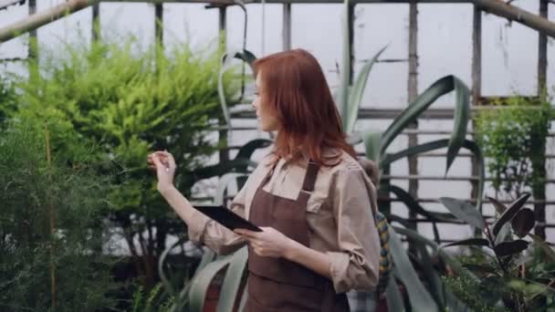 Propriétaire d'une serre spacieuse vérifie l'inventaire et compte les plantes et utilise une tablette pendant que son enfant curieux joue avec une grande fleur en arrière-plan . — Video
