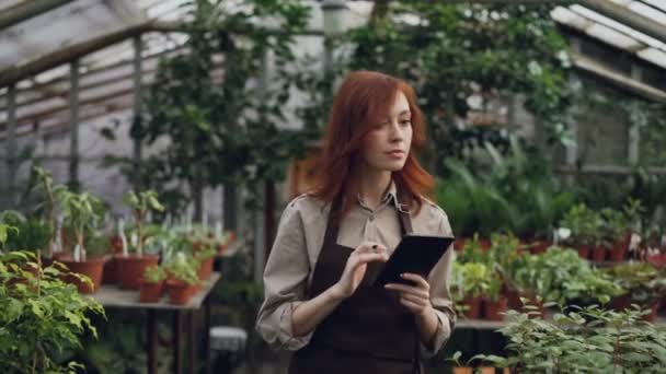 Jeune entrepreneur propriétaire de hothouse fait l'inventaire dans les plantes de comptage de serre et d'entrer des informations dans la tablette. Attrayant femme est occupé à vérifier la verdure . — Video