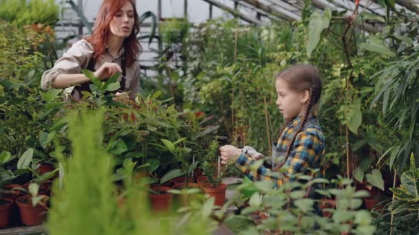 Glada lilla tjej spraya vatten på pot blommor medan mamman arbetar i växthus och prata med henne. Familjens företag, jordbruk och barndom koncept. — Stockvideo