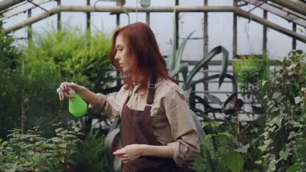 Koncentrované mladá žena stříká vodu na rostlinách ve skleníku pomocí láhev s rozprašovačem, zatímco její dcera hraje v pozadí. Koncept rodinného podniku. — Stock video