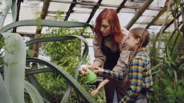 Young woman professional gardener is teaching her adorable little daughter to wash leaves of large evergreen plant with spray bottle inside greenhouse. — Stock Video