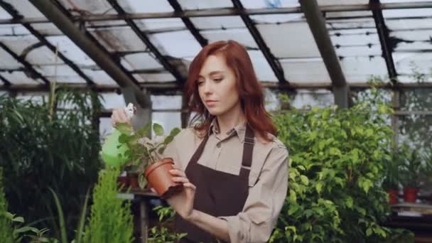Jeune femme jardinier portant tablier est arroser plante en pot et vérifier les feuilles tout en travaillant à l'intérieur de la serre. Profession, fleurs en croissance, lieu de travail et concept de personnes . — Video