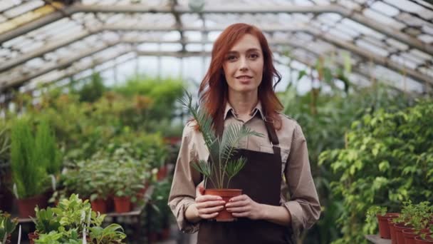 Retrato de atraente jardineiro mulher de cabelos vermelhos em avental de pé dentro de grande estufa e mantendo planta pote. Orcharding, pessoas e crescente conceito de flores . — Vídeo de Stock