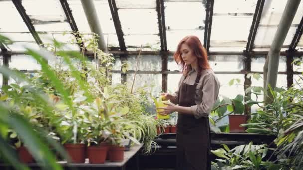 Glada kvinnlig arbetare i uniform är vattning gröna växter i fruktträdgård med vattning-potten. Ganska ung kvinna är koncentrerad på sitt arbete i växthus. — Stockvideo