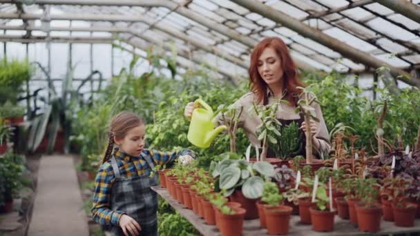 Las agricultoras y su adorable hija están ocupadas rociando plantas con agua mientras trabajan juntas en invernaderos. Muchas macetas con plántulas son visibles . — Vídeo de stock