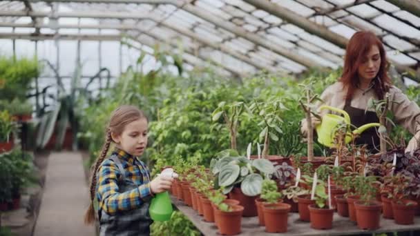 Malá holka stříká na zelené pokojové rostliny pomocí láhev s rozprašovačem, zatímco její matka je zalévání květin s kropicí konev. Pěstování květin a biozeleniny koncept. — Stock video