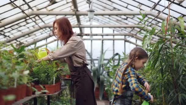 Alegre trabajador de invernadero está regando las plantas en el lugar de trabajo con su hija útil y hablando con el niño, mientras que la niña está rociando verdor y riendo . — Vídeos de Stock