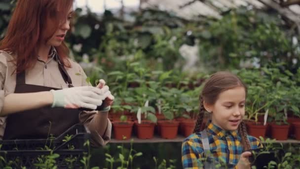 Gardener mulher atraente e sua filha alegre estão escolhendo mudas e colocá-los em recipiente de plástico enquanto trabalham em estufa juntos . — Vídeo de Stock