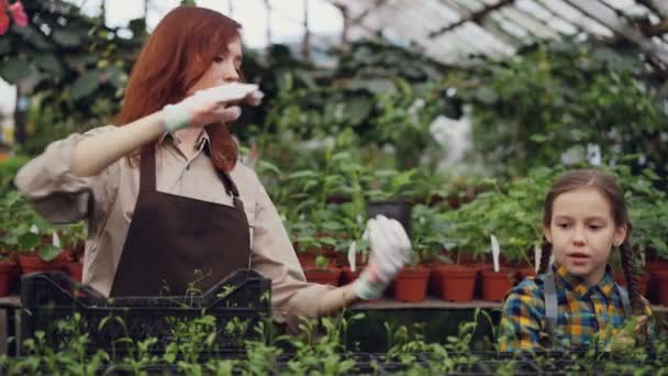 Leende växthus arbetare och hennes bedårande dotter talar, tar krukor med plantlets från behållare och sätta dem på bordet i växthus. — Stockvideo