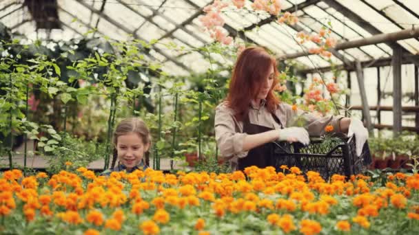 Mulher bonita jardineiro e sua filha alegre estão tomando vasos com belas flores de recipiente de plástico, colocando-os na mesa em estufa e falando . — Vídeo de Stock