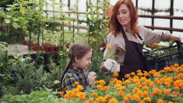 Pretty woman professional florist and her daughter are taking pots with beautiful flowers from plastic container, putting them on table in greenhouse and talking. — Stock Video