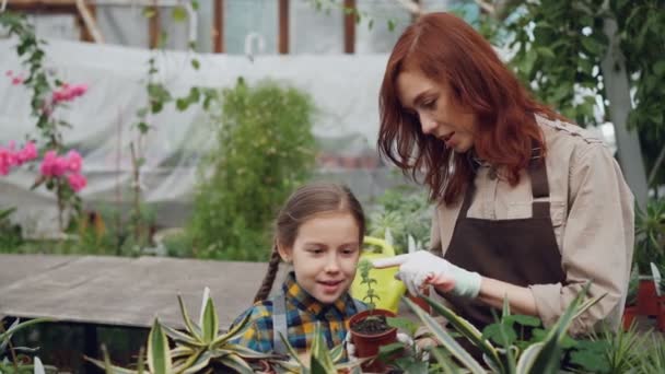 Caring parent is telling her daughter about different plants while working in greenhouse together, curious child is looking at flowers and touching them. — Stock Video