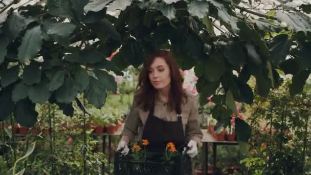 Joyeux propriétaire de serre marche dans la serre, portant boîte de fleurs en pot, regardant autour et souriant. Petite entreprise, personnes prospères et concept de nature . — Video