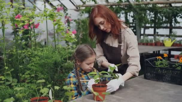 Ganska kvinnlig trädgårdsmästare i förkläde och hennes söta barn rör marken i pott växande växt i greenhouse med trädgårdsredskap. Jordbruk och familjen koncept. — Stockvideo