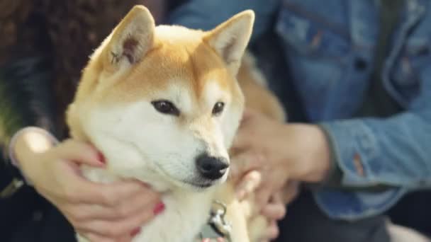 Loving owners of shiba inu dog are petting and fussing their pet touching its head and neck while happy animal is ejoying love and care. Puppies and people concept. — Stock Video