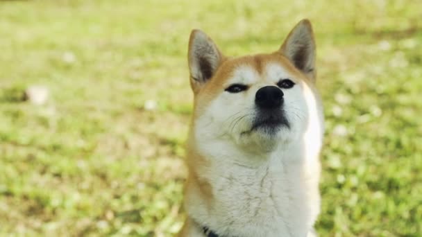 Retrato de cerca del cachorro dulce shiba inu sentado en la hierba y oliendo aire y luego lamiéndose la boca. Animales adorables, sin personas y el concepto de verano . — Vídeo de stock