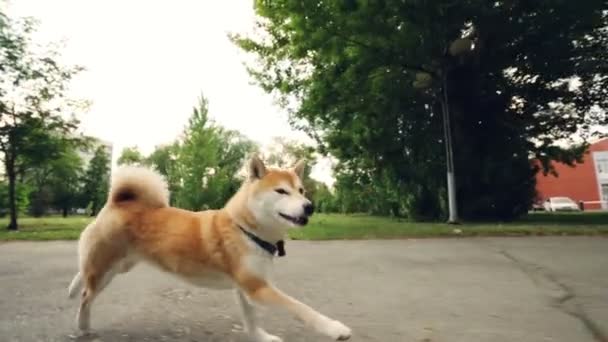 Dolly shot slow motion portrait of beautiful shiba inu dog running in the park without people and licking its nose. Beautiful trees, lawns and buildings are in background. — Stock Video