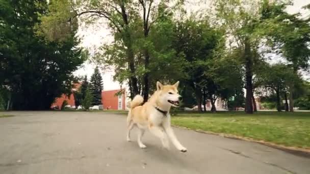 Slow motion portrait of joyful puppy shiba inu running in the park along path with trees and lawns around it. Training animals, happiness and summertime concept. — Stock Video