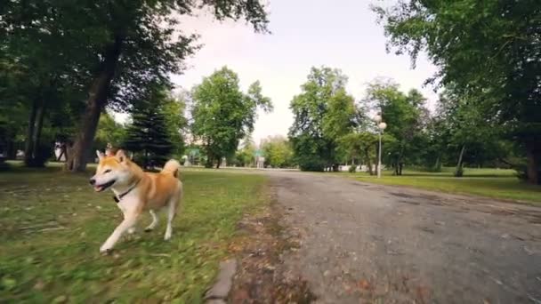 Dolly schot slowmotion portret van schattige hond shiba inu draaien in de park langs het pad van groene gazon genieten van natuur en de activiteit. — Stockvideo