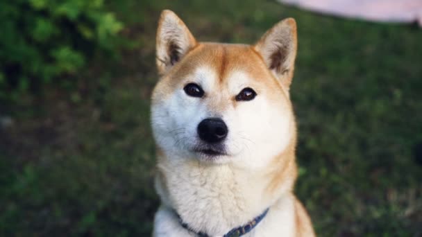 Close-up slowmotion portret van schattige shiba inu hond kijken camera zittend op groen gras in het park. Dieren, huisdieren en natuur concept. — Stockvideo