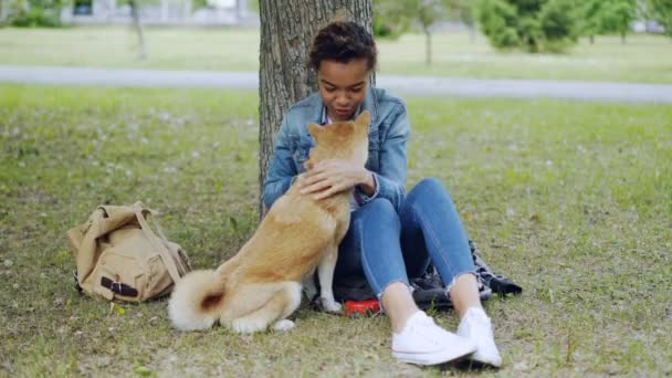 Hundebesitzerin afrikanisch-amerikanische Mädchen füttert shiba inu Welpen und streichelt es dann im Sommer entspannt im Park. Tierliebe, Pflege von Haustieren und Outdoor-Ruhekonzept. — Stockvideo