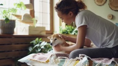 Neşeli Afrikalı-Amerikalı genç güzel kız şirin köpek yavrusu snuggling ve o yatakta evde oturan öpüşme. Büyük pencereler, yeşil bitkiler ve modern iç görünür.