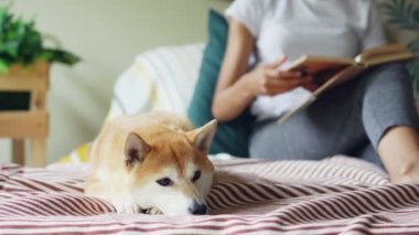 Köpeğini okşuyordu sonra evde yatakta oturmuş kitap okuma neşeli öğrenci Tilt-up vurdu. Güzel modern iç, çarşaflar ve yastıklar, yeşil bitkiler görülebilir.