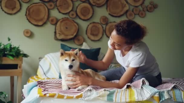 Atraente menina afro-americana está acariciando bonito shiba inu cão deitado na cama em casa no quarto lindamente decorado. Animais, pessoas e conceito de interior . — Vídeo de Stock