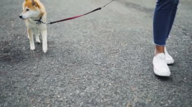 Kadın köpek sahibi hayvan zevk iken onun sevimli shiba köpek yürüyüş yavaş düşük doz açık havada yürümek. Yol, yeşil çim ve ayakkabı görünür.