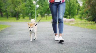 Bir genç kadın çok güzel küçük köpeğini şehir Park'ta yürüyordunuz Jeans kadeh düşük yavaş hareket. Yol, yeşil çim ve ağaçların, kot pantolon ve ayakkabı görünür.