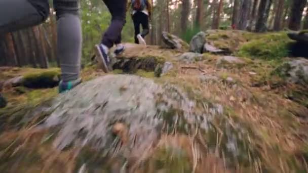 Grupo de turistas está caminando en el bosque caminando entre árboles con plantas y rocas a su alrededor, se centran en las piernas y los pies. Concepto de calzado, turismo y aventuras . — Vídeos de Stock