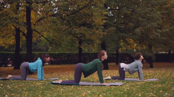 Група молодих жінок, які навчаються в йозі, роблять вправи для здорового хребта, стоячи на руках і колінах на килимках і рухомому тілі. Активний спосіб життя та концепція молоді . — стокове відео