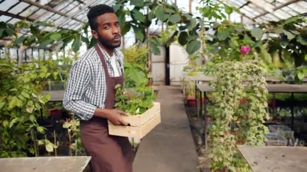 Афроамериканец-флорист несет контейнер с цветами в теплице — стоковое видео