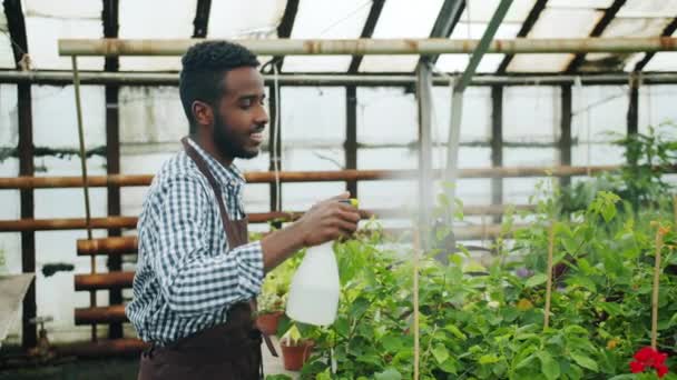 Movimento lento do cara afro-americano bonito regar plantas em estufa — Vídeo de Stock