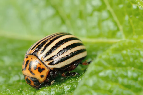 Primer Plano Escarabajo Papa Colorado Sobre Una Hoja Patata — Foto de Stock