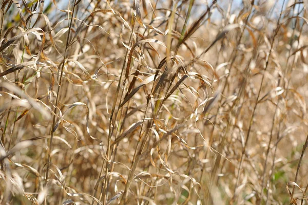 Herbe Séchée Dans Champ Automne — Photo