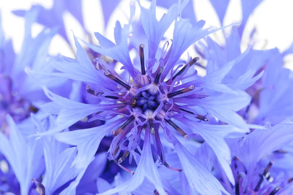 Primo Piano Bellissimi Fiordalisi Blu — Foto Stock